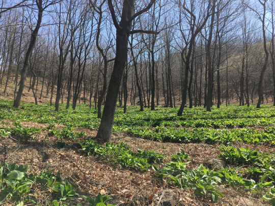 청정숲푸드로 지정된 산마늘 재배지 모습 임업진흥원 제공